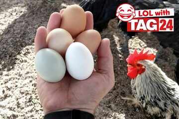 Joke of the Day for May 22, 2025: The best animal jokes to make you laugh