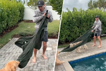 Mann will Golden Retriever aus Pool holen: Was dann passiert, sorgt für unendlich viele Lacher