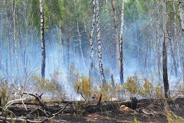 Waldbrand auf früherem Militärgelände in Brandenburg erloschen