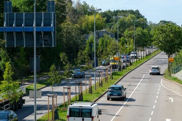 Chemnitz: Wie geht’s den Chemnitzer Straßenbäumen?