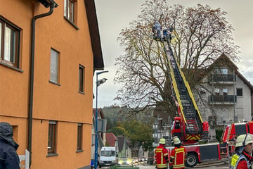 Arbeiter will Hornissennest entfernen, danach muss er schwer verletzt ins Krankenhaus