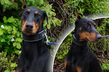 Imposante Erscheinung täuscht: Hund "Conan" will wirklich nur spielen