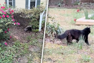 Frau findet vermisste Katze nach 24 Tagen, doch die Freude währt nur kurz