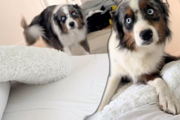 Hund wacht morgens auf: Was er dann erblickt, jagt ihm einen Riesen-Schrecken ein