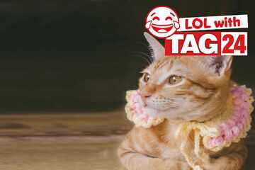 Joke of the Day for October 4, 2025: A cat joke for Caturday!