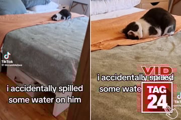 Viral Video of the Day for May 9, 2025: Cat hilariously reacts to owner spilling water on him!