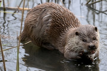 Otter schmausen in Fischteichen, nun sollen sie dafür büßen