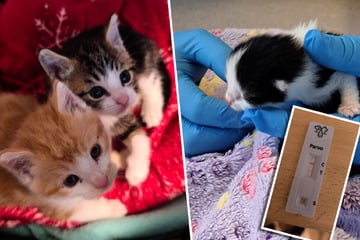 Fürchterliche Diagnose für drei Baby-Katzen: Jetzt geht es um Leben und Tod