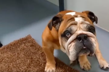 Tierische Großbaustelle: Bulldogge Max war noch nie beim Tierarzt!