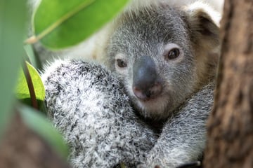 Stuttgart: Trauer im Stuttgarter Zoo Wilhelma: Vierter Koala innerhalb eines Jahres gestorben