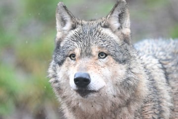 Wolf stirbt bei Zusammenstoß mit Auto im Wartburgkreis