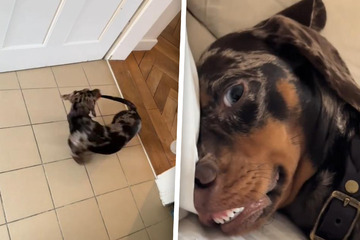 Sleeping Dachshund goes viral for his adorbs "zombie" sleep style