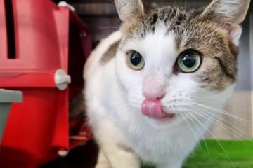 Wo darf Elvi ganz sie selbst sein? Verspielte Katze sucht liebevolles Zuhause