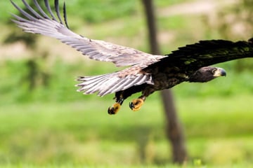 Sieben Jungtiere: Dieser seltene Greifvogel breitet sich in NRW aus