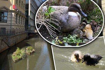 Leipzig: Heiße Nächte, bunte Küken: Ungewöhnliche Entenfamilie verzückt Leipzigs Passanten