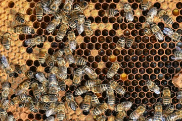 Dreister Angriff auf Bienenstand: 100 Kilogramm Honigwaben gestohlen!