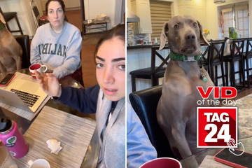 viral videos: Viral Video of the Day for March 27, 2024: Dog eerily sits like human at dinner table