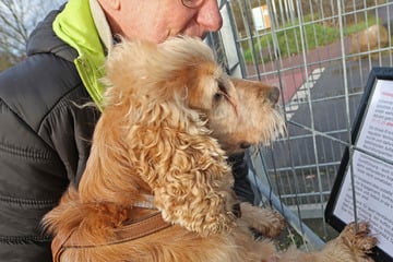 Hunde-Weihnachtsmarkt in Magdeburg kurzfristig abgesagt, aber warum?