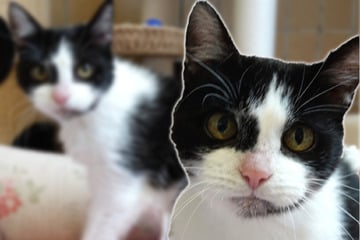 Katze kam mit Kugel im Bauch ins Tierheim, jetzt soll für Giesela alles besser werden