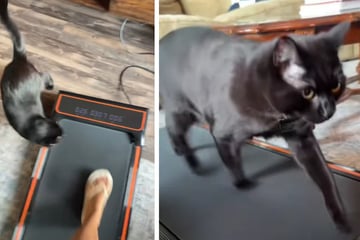 Cat owner just wants to use her treadmill – but her pet has his own plans!