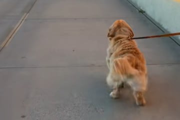 Golden Retriever geht spazieren: Als er etwas entdeckt, rennt er plötzlich so schnell er kann