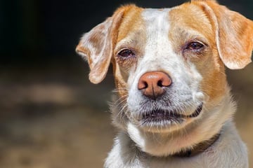 Kleinkind brachte sie an ihre Grenzen: Mischlingshündin Nala sehnt sich nach einem Neuanfang