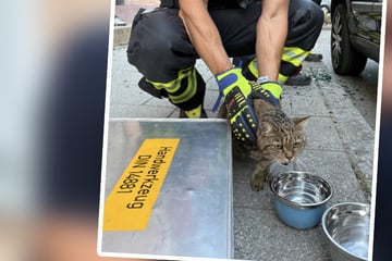 Katze übergibt sich, Hund hechelt: Feuerwehr rettet Tier-Duo aus überhitztem Škoda