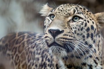 Vom Mittelmeer an den Neckar: Imposanter Leopard Khal ist der neue Star der Wilhelma