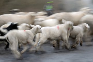 Autofahrer kracht in Schafherde: Sieben Tiere sterben