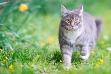 Stuttgart: Schluss mit Katzen-Leid: Das kommt jetzt auf Stuttgarter Haustierbesitzer zu