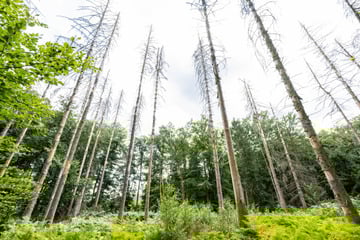 Neue Zahlen bestätigen: Klimawandel killt Wälder in NRW