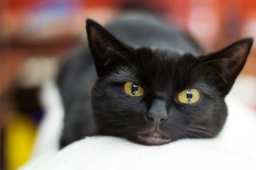 Schöne Namen für schwarze Katzen und Kater