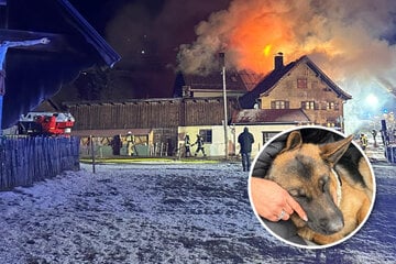 Nach 32 Stunden aus Feuer-Haus geholt: Feuerwehr rettet Hündin Pauli