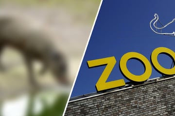 "Beeindruckendes Exemplar!" Kölner Zoo freut sich über ganz besonderen Neuankömmling