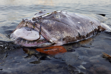 "Bemerkenswert": Dieses tote Tier lag heute in der Kieler Bucht