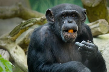 Affenbaby eingeschläfert: Ermittlungen gegen zwei Zoo-Mitarbeiter