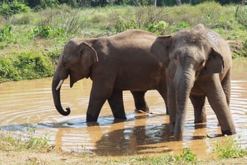 75-jähriger Millionär von Elefanten zu Tode getrampelt