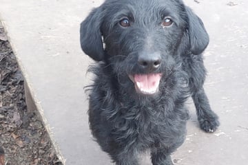 Narben am Hals, aber ein Herz voller Liebe: Dackel-Mix Yoki hofft auf sein Happy End