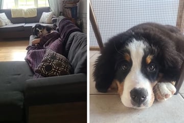 How this puppy ruins his owner's nap has TikTokers gushing