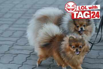 Joke of the Day for January 29, 2026: A doggone funny one