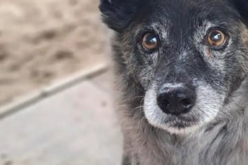 Merlin ist schon mal im Tierheim gewesen: Wer schenkt dem Hunde-Opa endlich sein Happy End?
