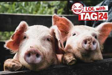 Joke of the Day for September 15, 2025: A piggy silly to kick off your week