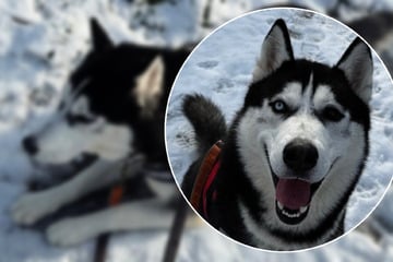 Wegen Überforderung abgegeben: Darum ist Loki ein junger Hund für Husky-Kenner