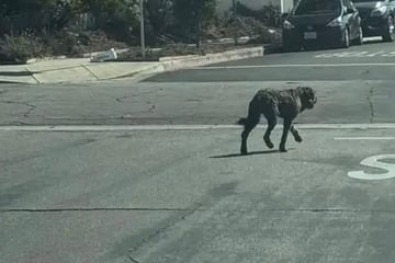 Hund ist 30 Tage lang verschwunden - dann rettet ihm eine unerwartete Freundschaft das Leben