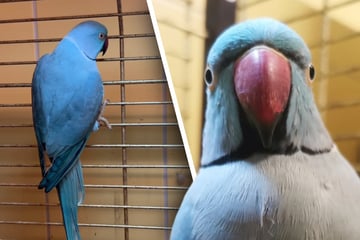 Gefunden, aber nie vermisst: Jetzt will dieser prächtige Vogel in ein neues Leben starten