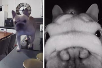 Hundebesitzer sind außer Haus, dann werfen sie einen Blick in die Kamera