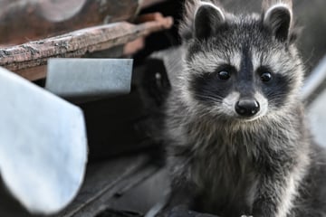 Waschbär, Signalkrebs, Tigermücke: Invasive Arten breiten sich in Bayern aus