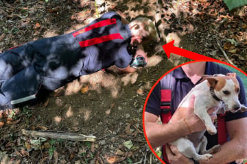 Frauchen wird angst und bange: Hund Spencer verschwindet in Dachsbau