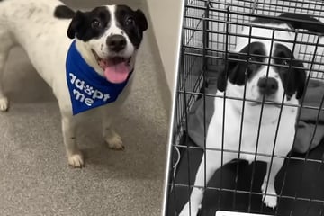 Trauriger Grund: Hündin wird nach Adoption zurück ins Tierheim gebracht