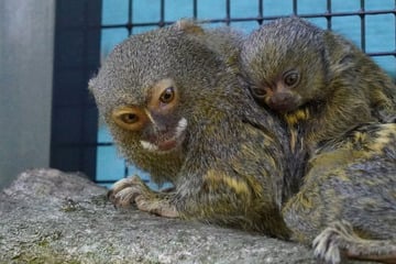 Putziges Baby von gefährdeter Art in NRW-Tiergarten geboren
